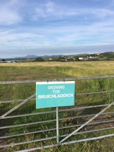 Bruichladdich Barley Field